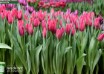 Tulipa First Life ® (2)
